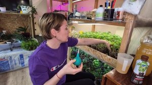 ОБЗОР РАССАДЫ НА НАЧАЛО АПРЕЛЯ.2026