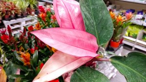 🌿🌸ЦВЕТОЧНЫЙ РАЙ в ЛЕМАНА ПРО🌸🌿 апрель 2026'