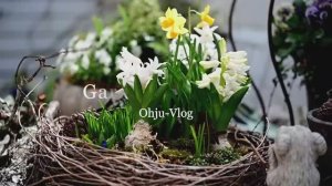 ВЕСЕННЕЕ ОБНОВЛЕНИЕ САДА В ЯПОНСКОМ САДУ ЕСЕГЕ