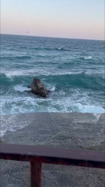 InShot_20260405_163420187 МОРЕ