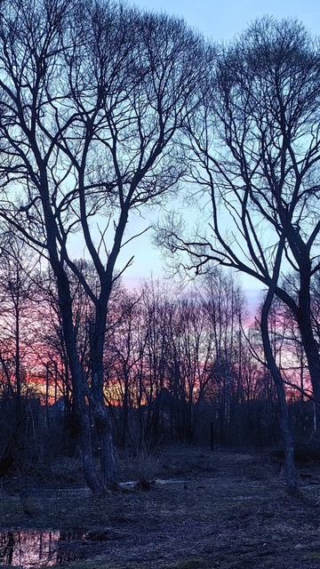 Вечерние звуки