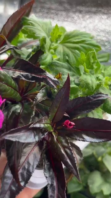 Простой уход за рассадой: что действительно важно