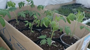 Рассада томатов ночевала на улице в -2°