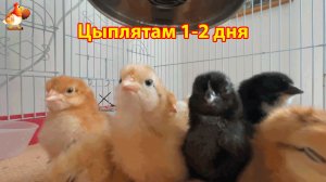 Цыплятам всего несколько часов жизни от роду (часть 2)