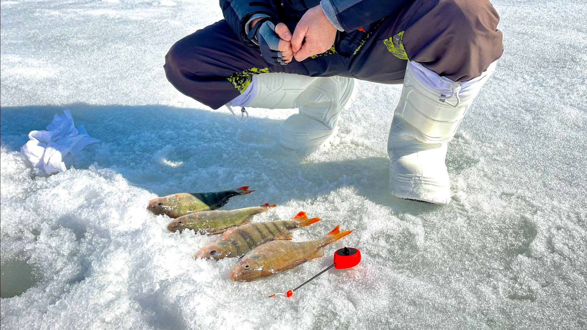 Поймал крупных окуней на мормышку на ОВХ