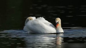 Великолепные лебеди танцуют и радуются жизни. Очень красивое видео.