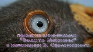 "Золото Маккены"