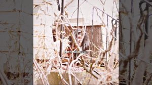 Краткий пересказ фильма