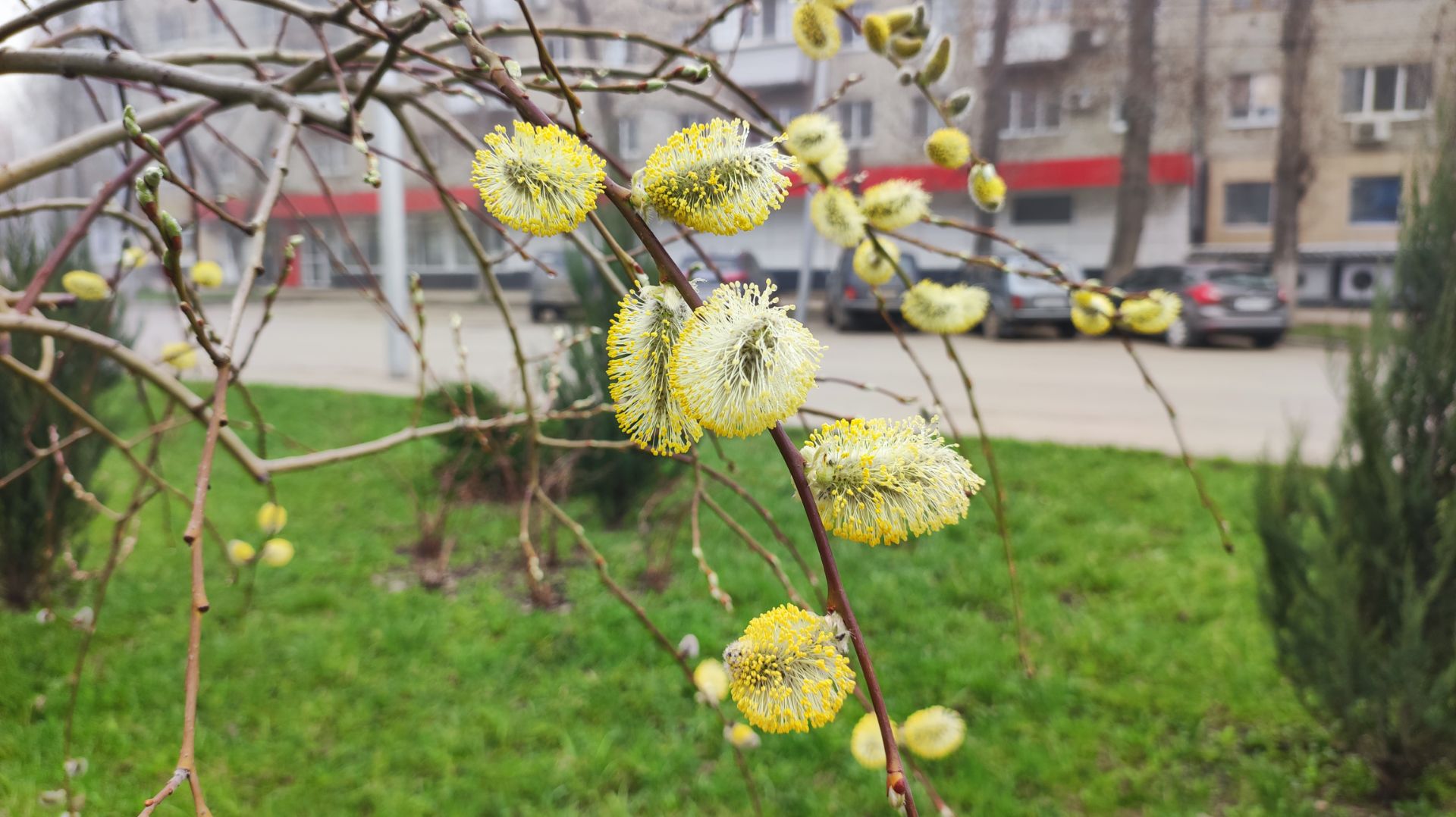 Ива козья. Сажать или не сажать её в своём саду?