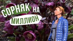 Уникальный сорняк в саду. Как стать селекционером поневоле)