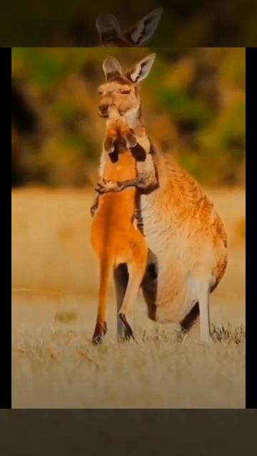 Любовь к животным