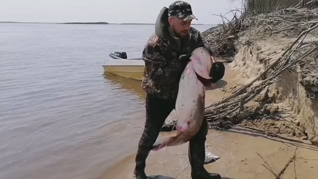 Самая бюджетная снасть. Сом с берега. Сом на живца