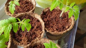 Что выросло, то выросло. Великие переселенцы ждут погоды.