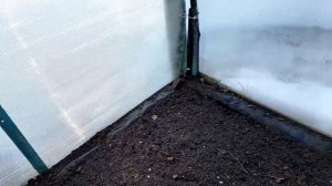 Теплица, белая горчица в теплице.