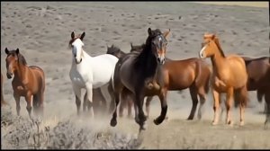 Вырос сын. (Сын нойона), слова Ольги Шмаковой (Белашевой)