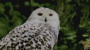 Красоты OLED 16K Video  8K HDR Dolby Vision 120FPS (8K4K Video TV)