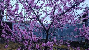 САКУРА! ?? А НЕТ. ЭТО ПЕРСИК ЦВЕТЕТ В МОЕМ ОГОРОДЕ. 05-04-2026