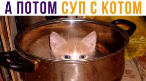 Нинада суп с котом) Приколы с котами