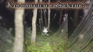 Кто попался в объектив? || Фотоблог