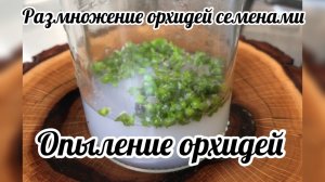 Размножение орхидей семенами. Опыление. Процесс созревания семян