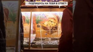 Рожденный стать королём