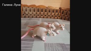 5.4.26. Покупка радости, я довольна// ии оживил игрушки// отвечу на комментарии