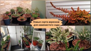 Новые сорта вересков для каменистого сада.