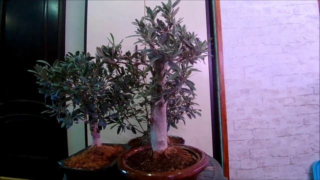 Бонсай открытая книга от А до Zють Оливы март 2026 год 58 часть