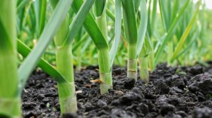 Желтеет чеснок на грядке: причины и чем подкормить