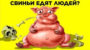 Свиньи Едят Людей? Парад Фактов: Животные