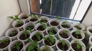 дела домашние и белки