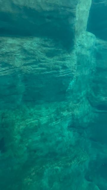 Дельфины в океанариуме Осаки