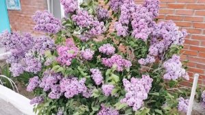 05-04-2026 Красивая сирень и песня🙂 Проверяю пропадёт ли видео, загруженное через приложение Рутуб