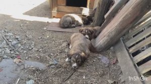 Я и мой компаньон -преданный друг