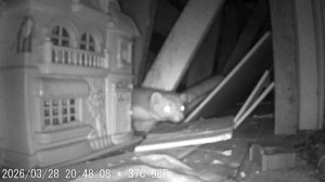 #3. Куница. В доме на чердаке