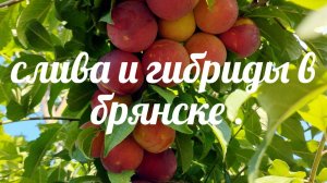 Слива  .гибриды , перезимовка .