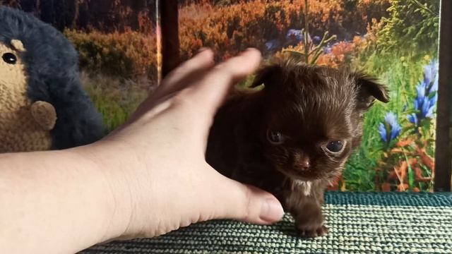 Ермак #скидки до 20/04/26 #купить_щенка_чихуахуа_продаю +79215950848