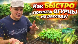 ОГУРЦЫ. САМЫЙ ЛЁГКИЙ И ПРОСТОЙ СПОСОБ ПОСЕВА НА РАССАДУ.