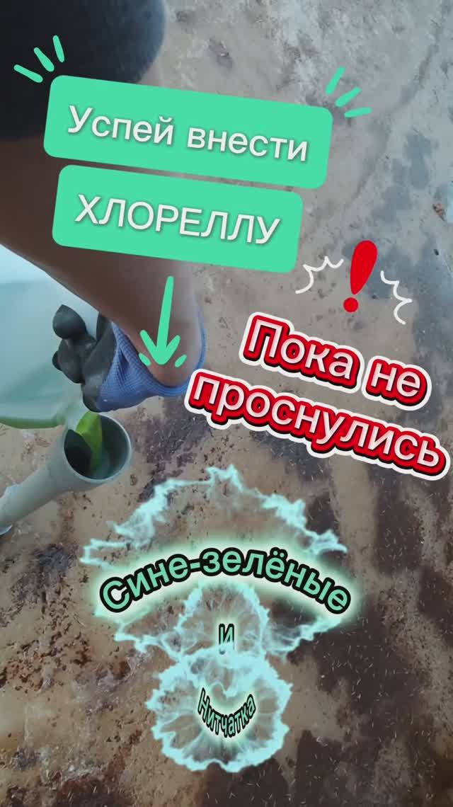 Хлорелла для очистки пруда - почему важно внести под лёд ранней весной?