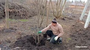 Сажаем Красную черёмуху или чёрную в саду СНТ ЗАЙ🧿❤🍀🔔