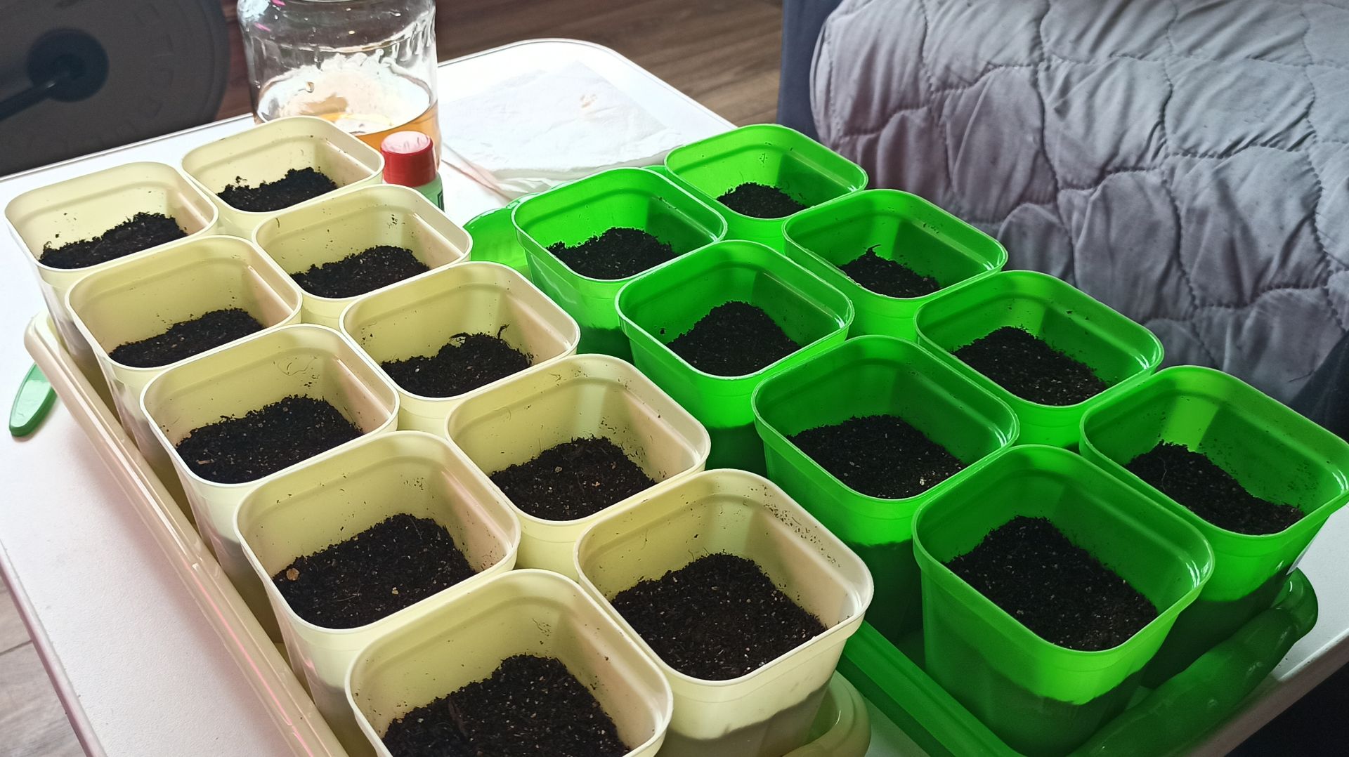 Посадка томатов сухим способом! Опять новый способ! Что вырастит не знаю!