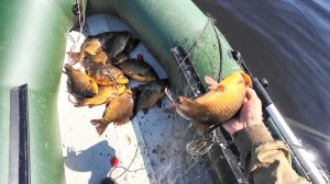 НАЛОВИЛ ЗДОРОВЕННЫХ КАРАСЕЙ НА СЕТИ. ПРОВЕРКА СЕТНЫХ ОРУДИЙ НА ОЗЕРЕ. БУДЕТ ВКУСНЫЙ УЖЕН НА СМЕТАНЕ.