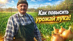 СПОСОБ ПОСАДКИ ЛУКА. ВАЖНЫЕ ТОНКОСТИ!