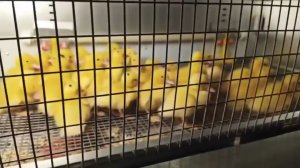 Кто поселился в новом домике?