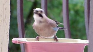 Плотный обед... Голубая сойка на нашем балконе.