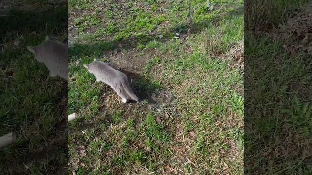 ГУЛЯЕТ САМА ПО СЕБЕ🤣🤣🤣