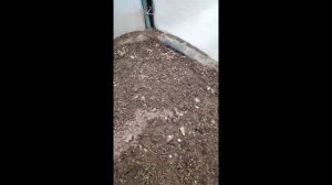 Теплица 5 апреля, белая горчица.