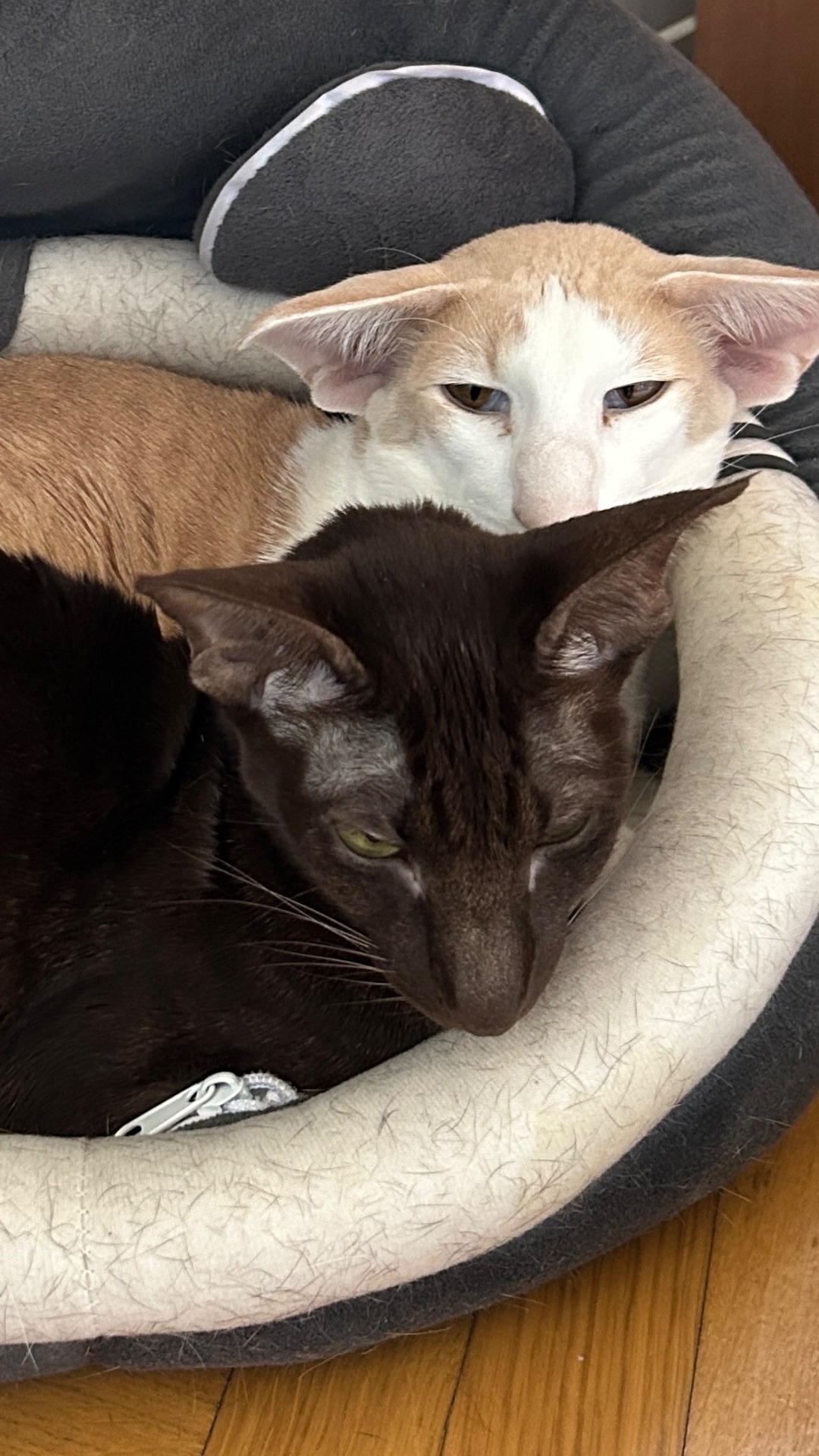 Мама спаси, на меня напали