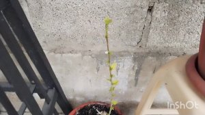 Первый покос в этом году.  Весна в разгаре. Жизнь на юге.