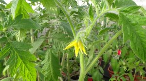 А вы обрываете бутоны и цветы у томатов? Поделитесь своим мнением! 5.04.2026.